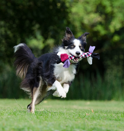 Border Collie playing with toy